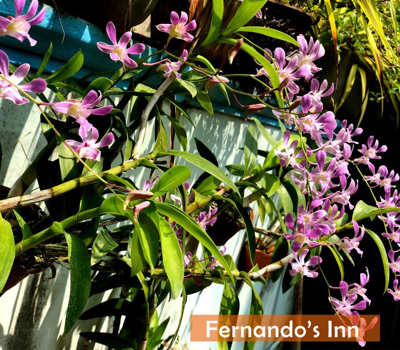 Fernando'S Inn Νεγκόμπο Εξωτερικό φωτογραφία